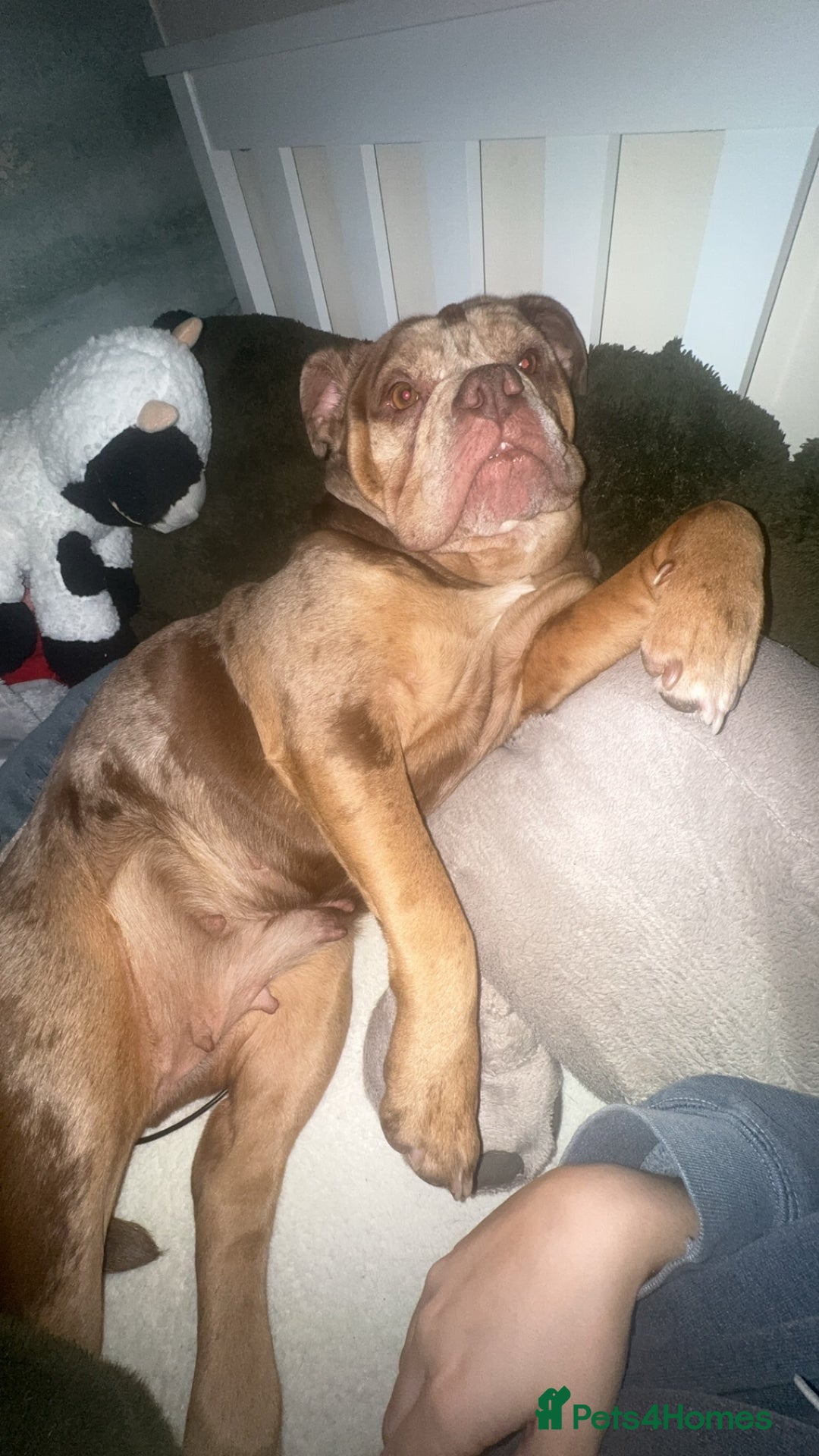 Dorset Olde Tyme Bulldogge dogs for sale: beautiful chocolate tri merle female  - Image 3