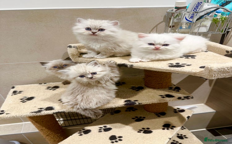 Persian cats - Advert 8