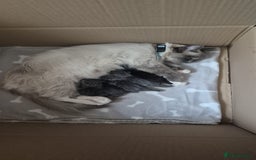 Mixed Breed cats for sale: Gorgeous Half ragdoll kittens - Image 5