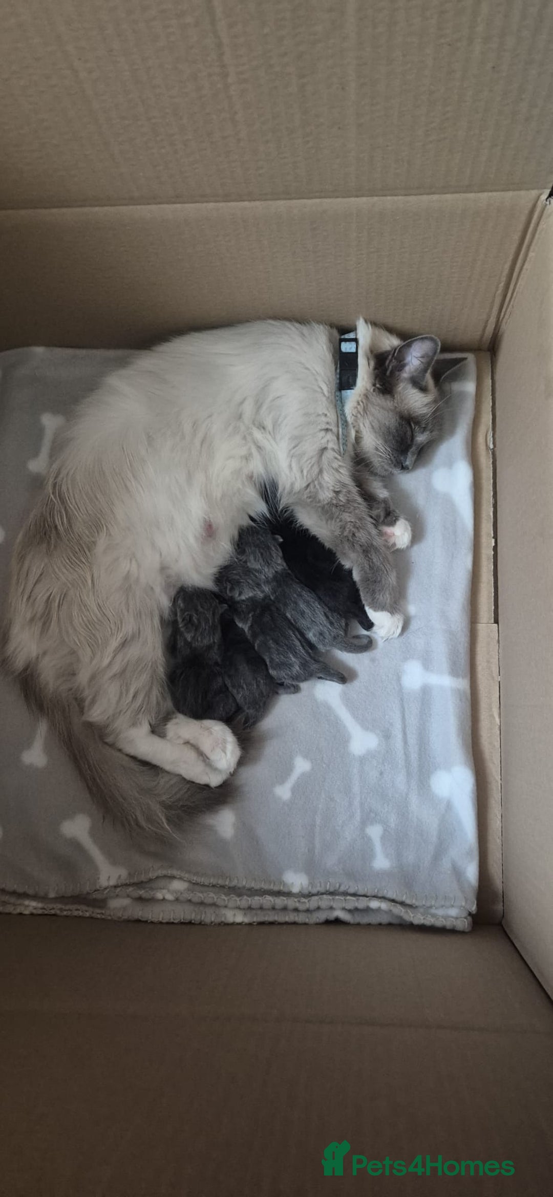 Mixed Breed cats for sale: Gorgeous Half ragdoll kittens - Image 5
