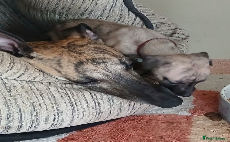 Whippet dogs - Advert 1