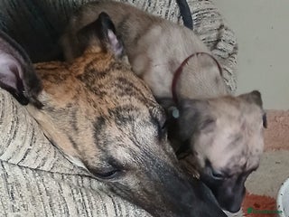 Whippet dogs - Advert 1