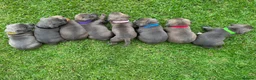Staffordshire Bull Terrier dogs for sale: Blue Staffordshire Bull Terrier puppies Available  in London - Advert 6