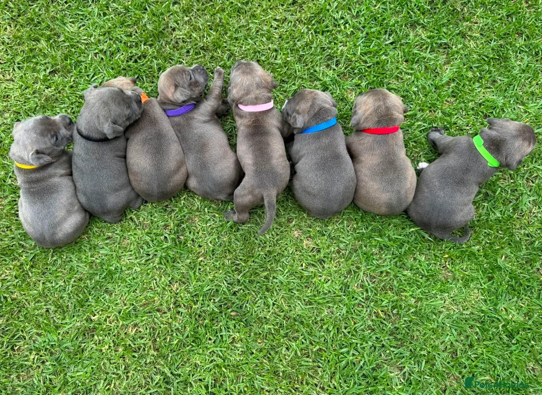 Staffordshire Bull Terrier dogs for sale: Blue Staffordshire Bull Terrier puppies Available  in London - Advert 6