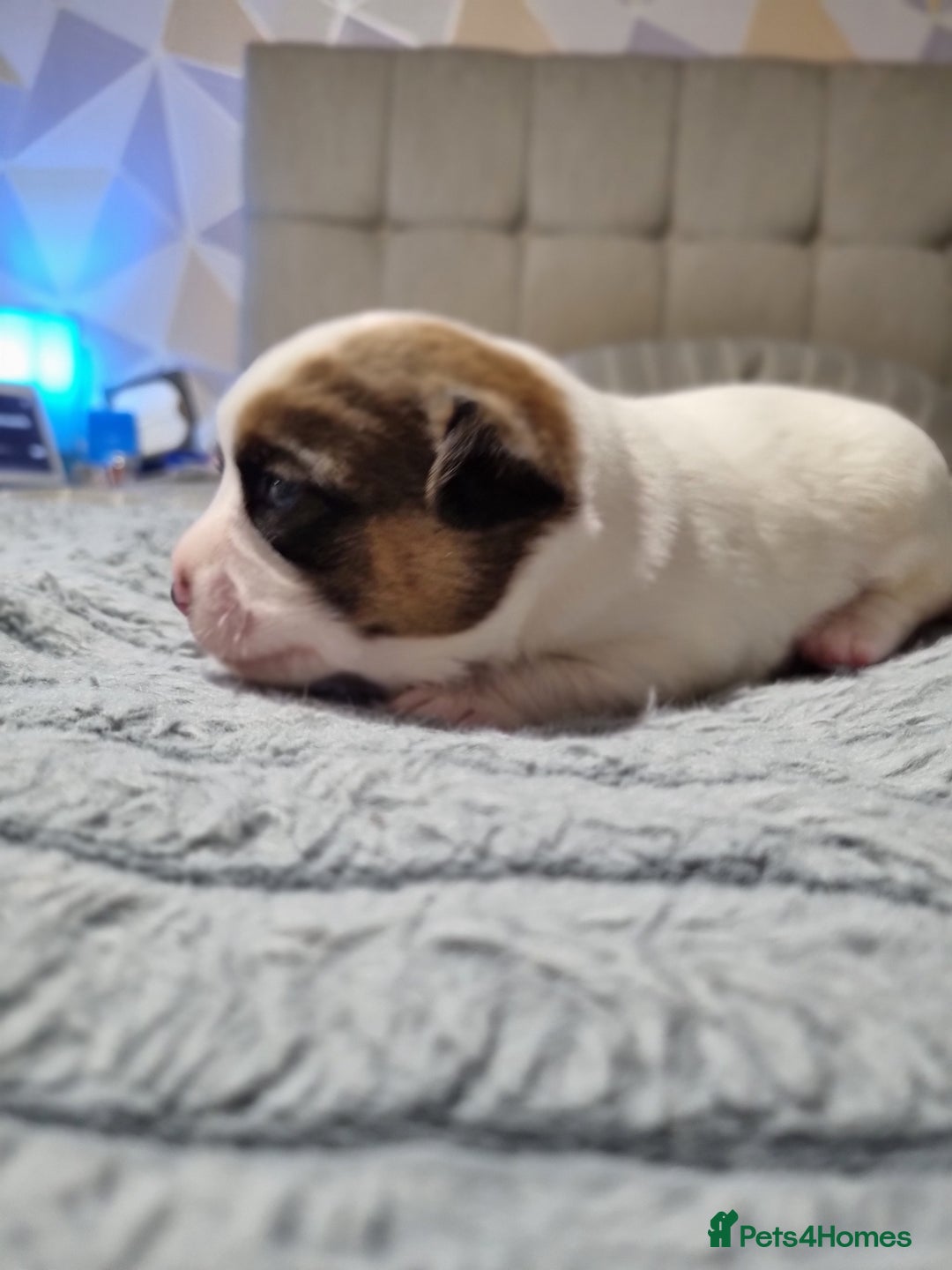 Jack Russell dogs for sale: Jack Russell X Shih Tzu Puppies - Advert 15