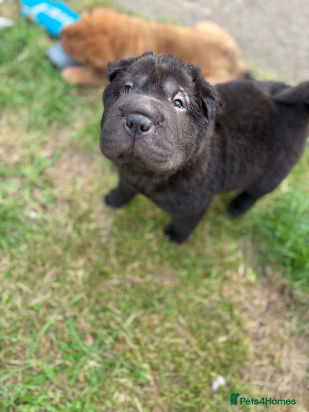 Shar Pei dogs for sale: 1 Black girl left  - Image 1