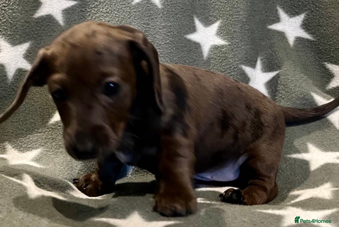 Miniature Dachshund dogs for sale: KC miniature Daschunds    - Image 14