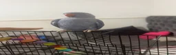 Ringnecks birds for sale: beautiful rare violet indian ringneck parrot in Batley - Advert 3