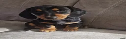 Dachshund dogs for sale: Mini Daxies home bred - Advert 6