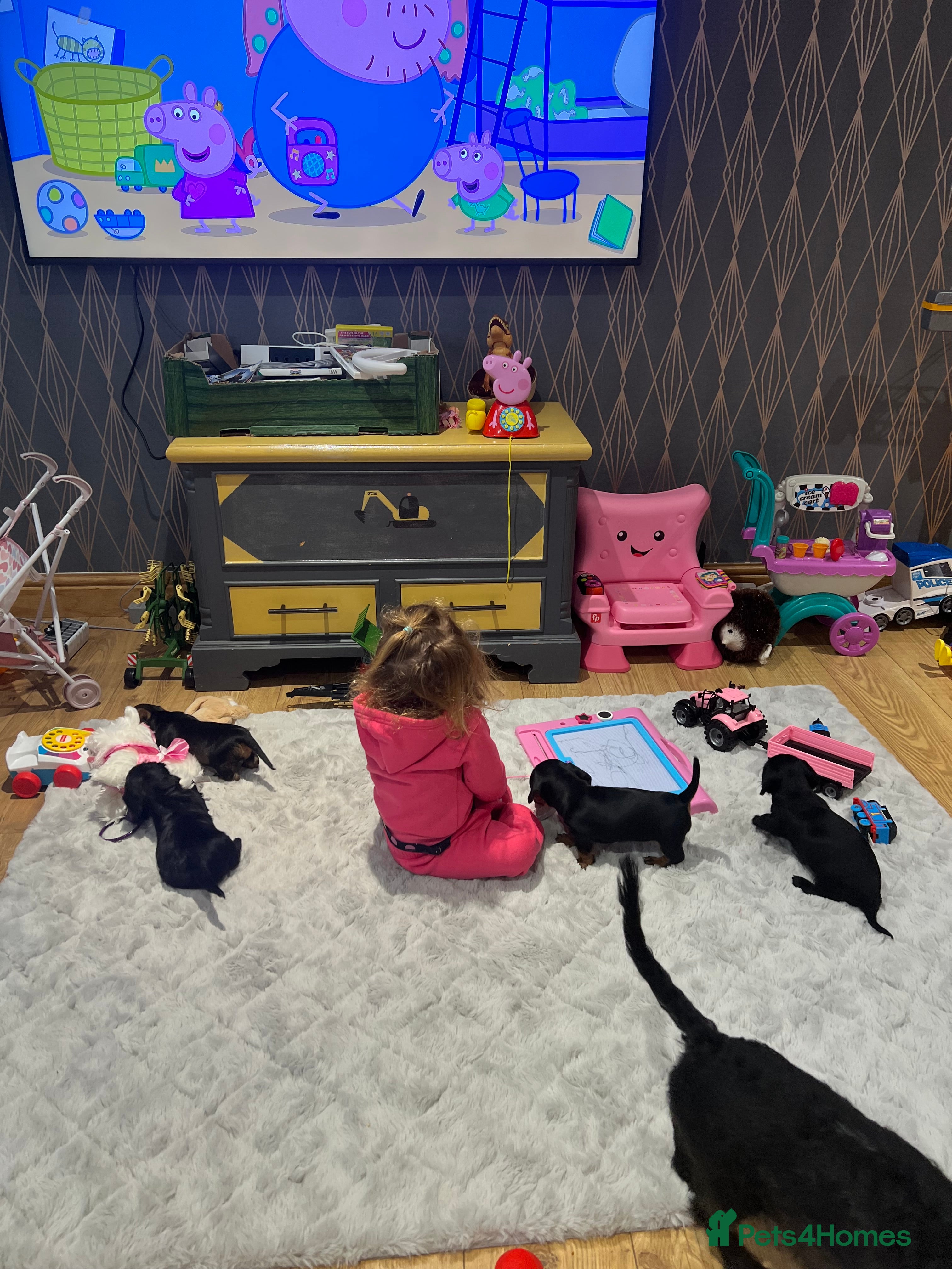 Miniature Dachshund dogs **Exceptionally well Raised Miniature Dachshunds** - Advert 11