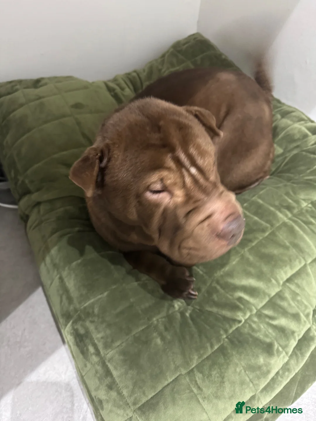 Shar Pei dogs for sale: Coco - loveable dog - Advert 3