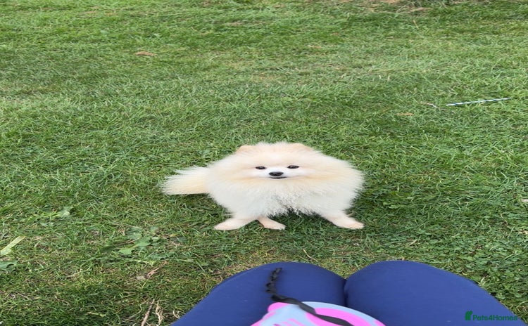 Pomeranian dogs - Advert 10