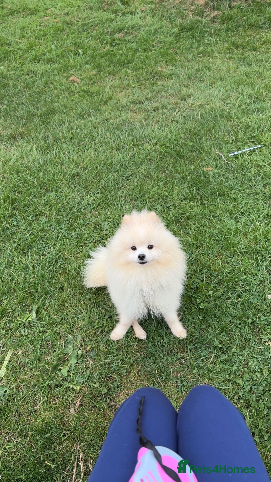 Pomeranian dogs for sale: White Pomeranian Male  - Image 1