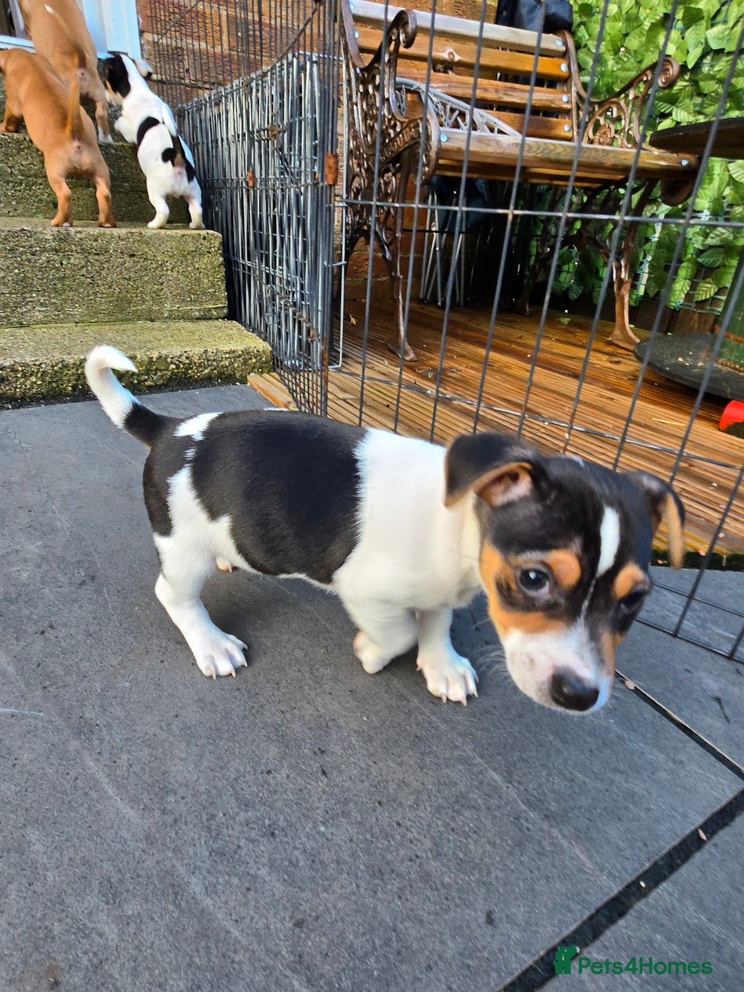 Jack Russell dogs for sale: Jack Russell puppies  - Advert 8