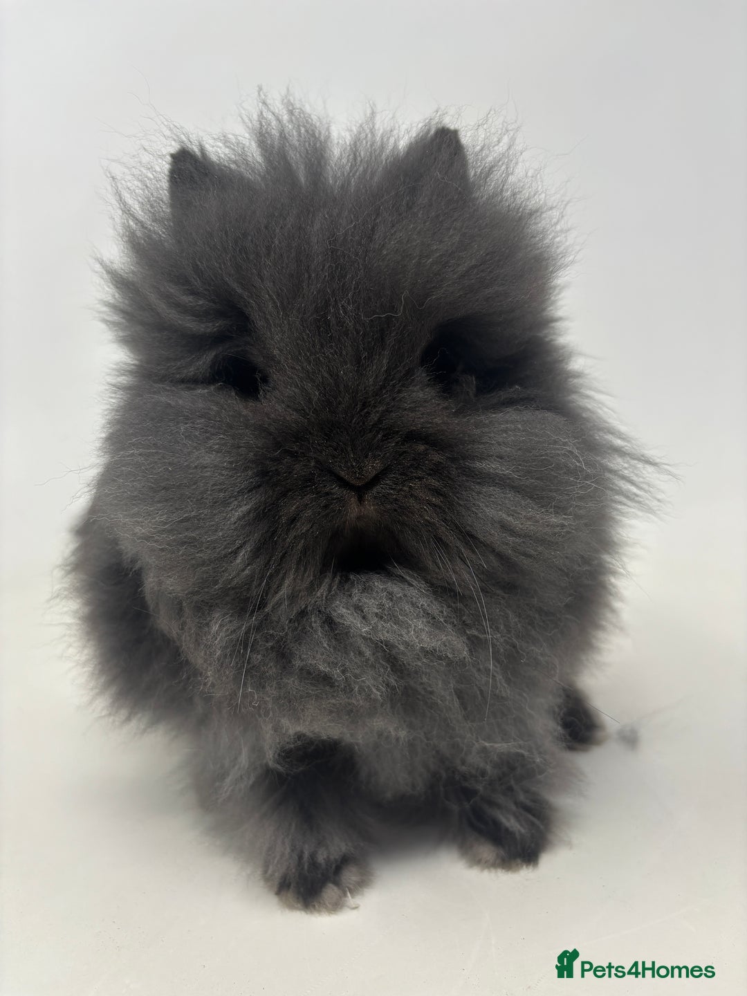 Lionhead rabbits for sale: BEAUTIFUL BABY LIONHEAD BUNNIES - Advert 7