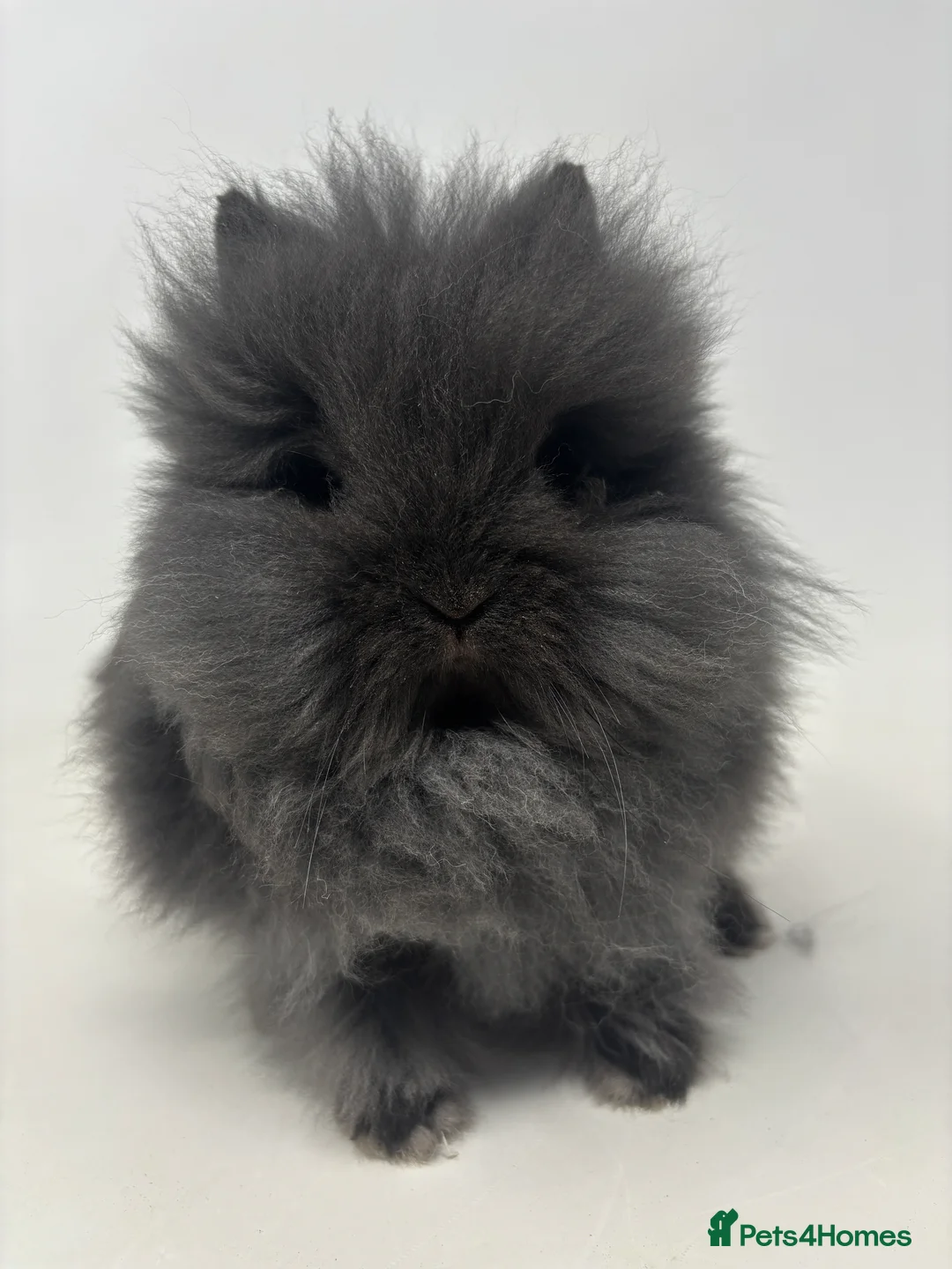 Lionhead rabbits for sale: BEAUTIFUL BABY LIONHEAD BUNNIES - Advert 7