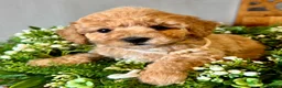 Poochon dogs for sale: Ready now Stunning mini F1 health tested Poochons - Advert 8