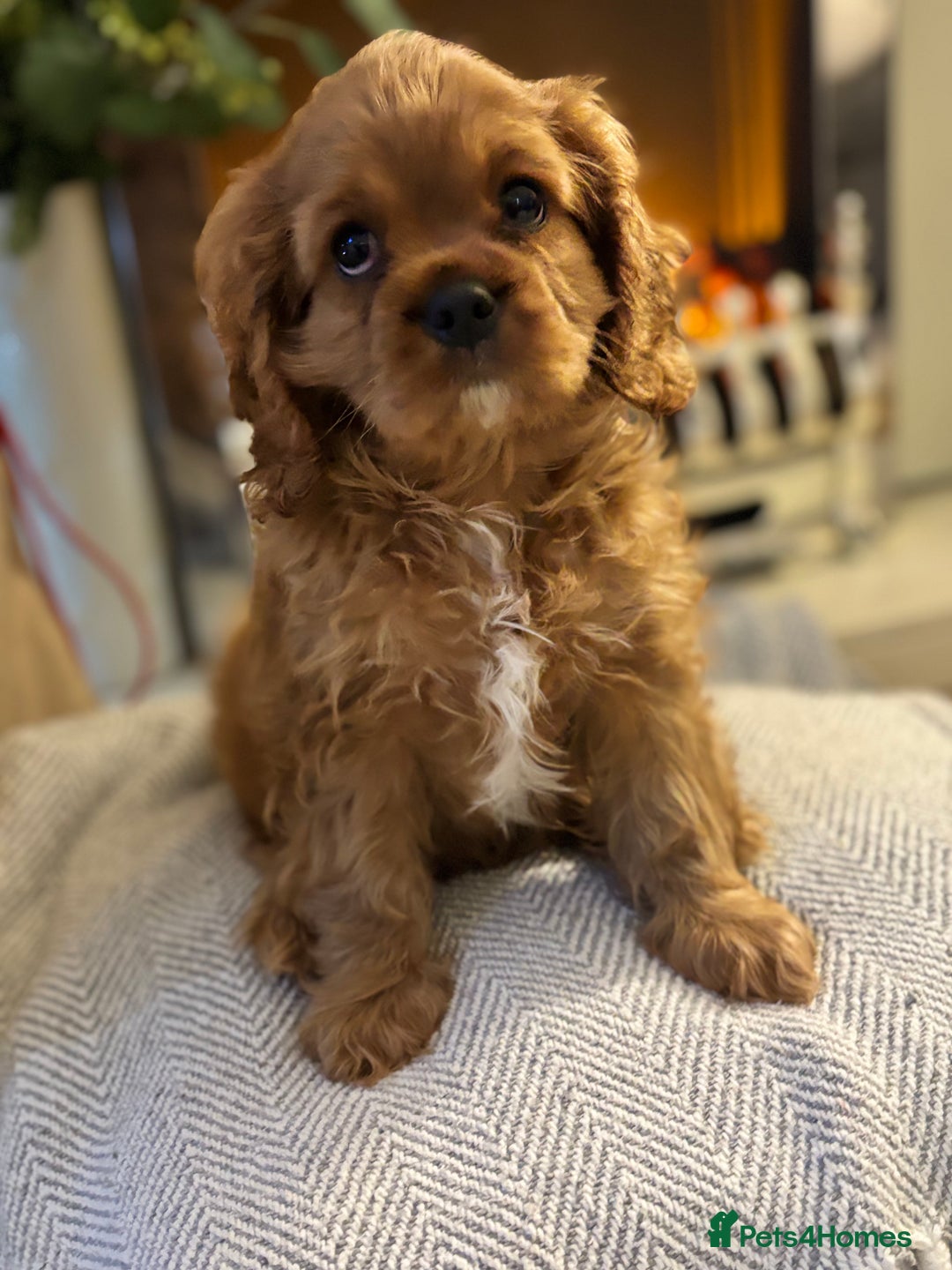 Cavalier King Charles Spaniel dogs for sale: Stunning King Charles Cavalier Puppies - Advert 6