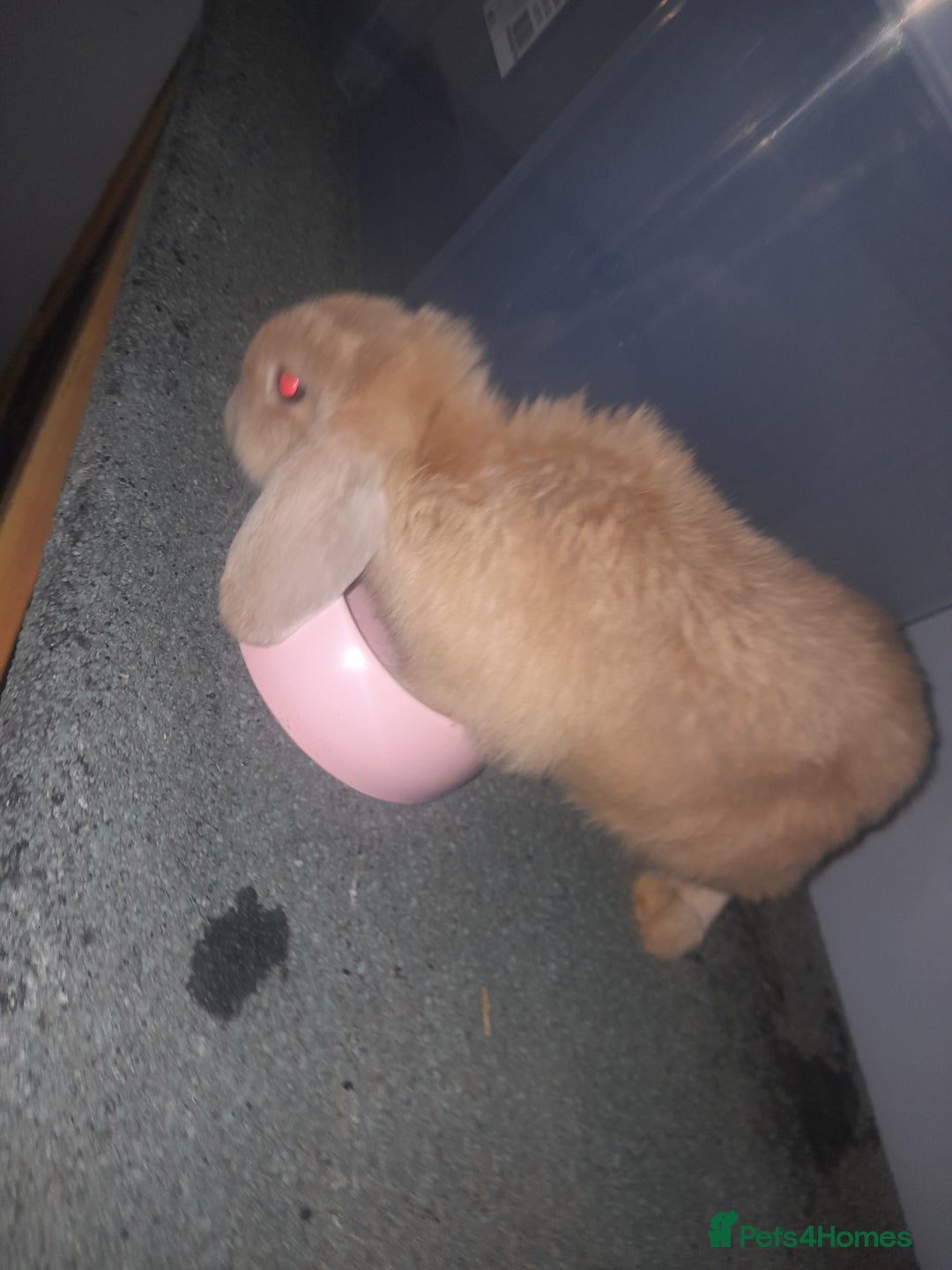 Mixed Breed rabbits for sale: 2 girls comes with everything  - Advert 1