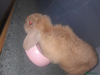 Mixed Breed rabbits 2 girls comes with everything - Advert 1