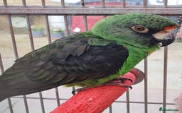 Parrots birds for sale: Jardines Parrot - Image 2