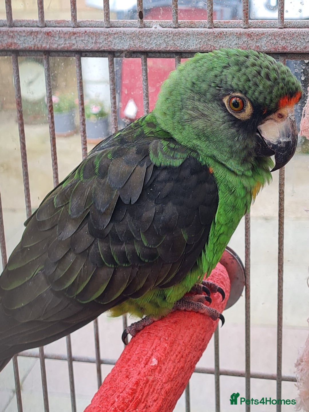 Parrots birds for sale: Jardines Parrot - Image 2