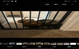 Cane Corso dogs for sale: Merle cane corso - Image 2
