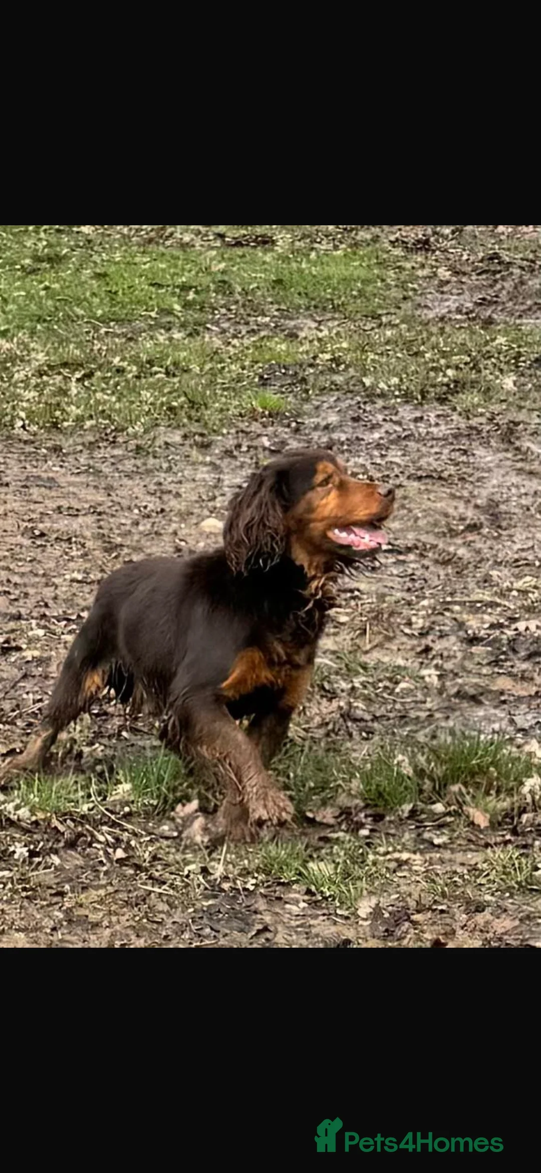 Cocker Spaniel dogs for sale: Beautiful chocolate Cocker spaniels  - Advert 3