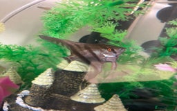 Angelfish fish for sale: Marble angelfish for sale - Image 7