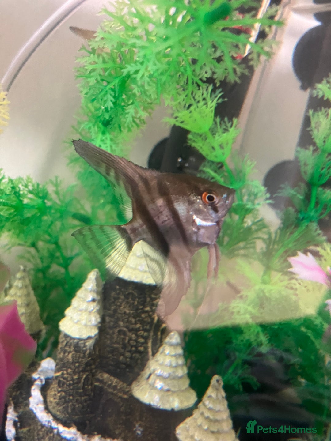 Angelfish fish for sale: Marble angelfish for sale - Image 7