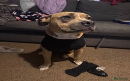 Mixed Breed dogs for sale: Angel - Staffordshire bull terrier cross boxer - Image 15