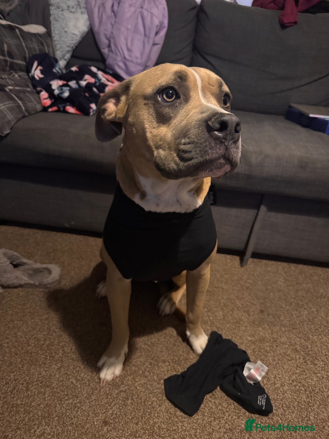 Mixed Breed dogs for sale: Angel - Staffordshire bull terrier cross boxer - Image 15