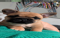 French Bulldog dogs for sale: Stunning Red fawn black & tan KC reg frenchie pups - Image 16