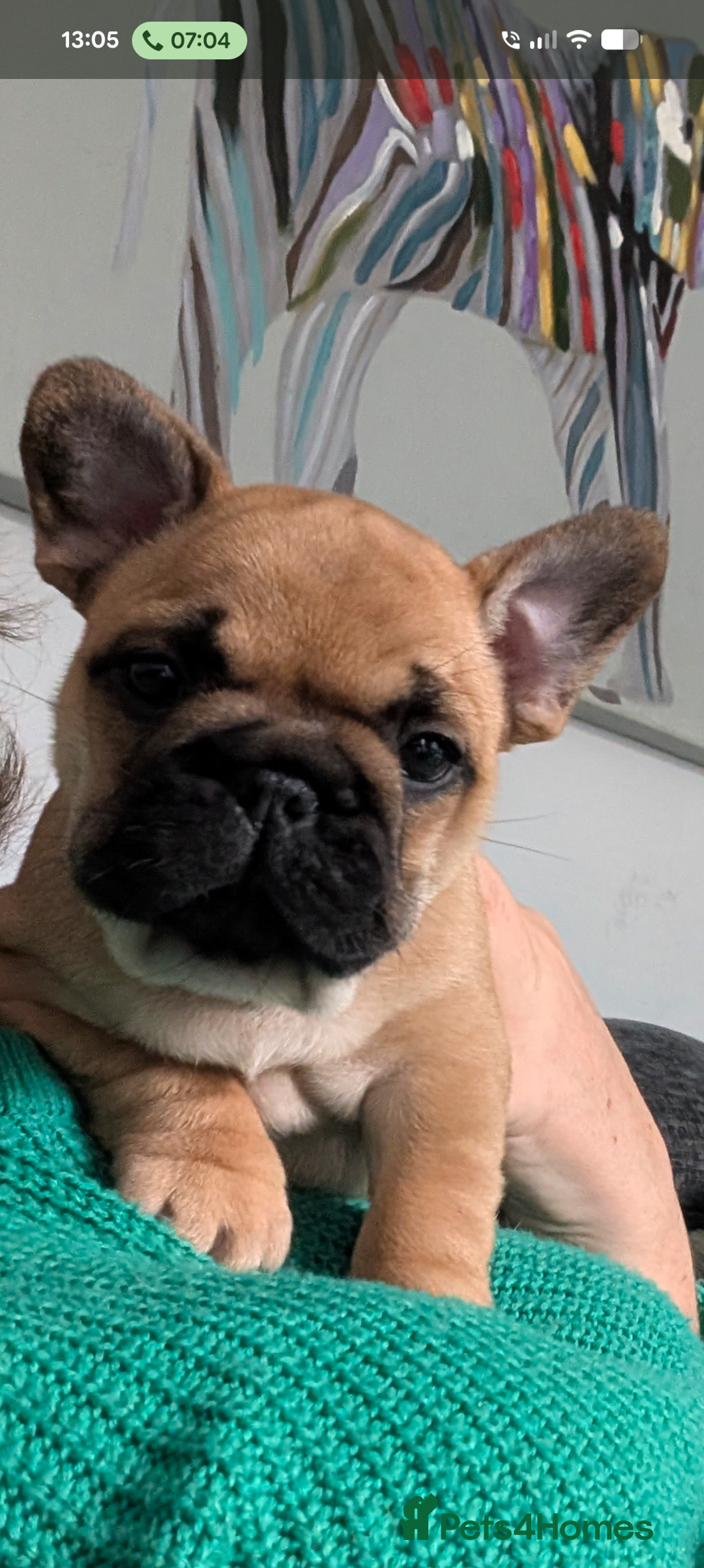 French Bulldog dogs for sale: Stunning Red fawn black & tan KC reg frenchie pups - Image 16