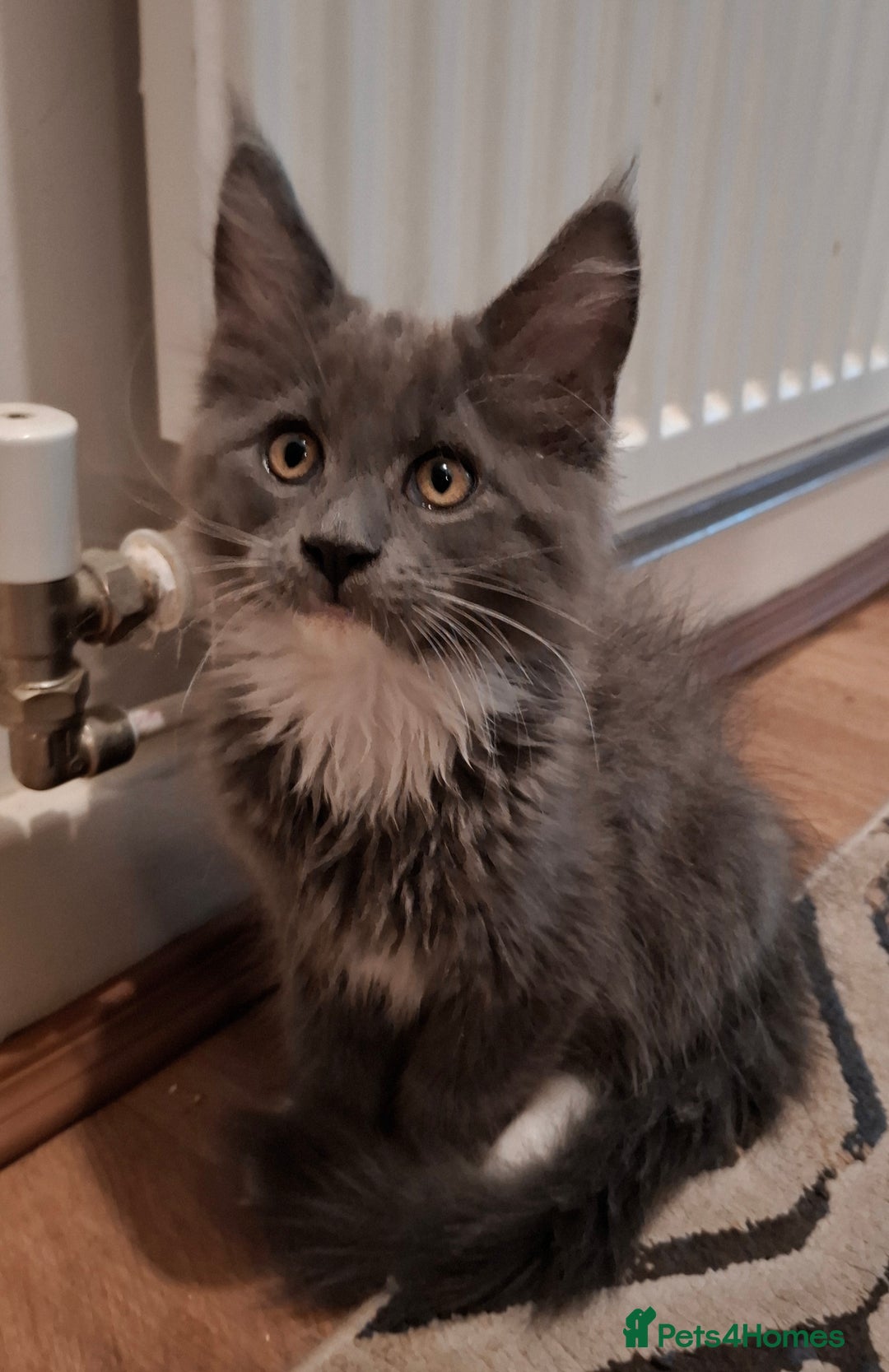 Maine Coon cats for sale: Purebred Maine Coon Kittens–Champion Bloodlines 🐾 - Image 3