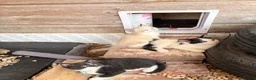 Mixed Breed cats for sale: Rescue Cat and her 3 adorable kittens need homes. - Advert 3