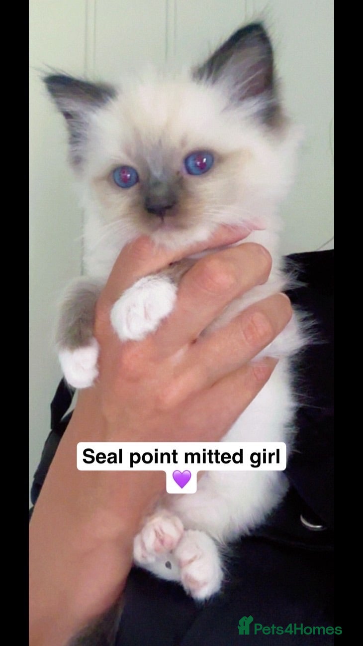 Ragdoll cats 🎀Super fluffy Ragdoll babies🎀 - Advert 2