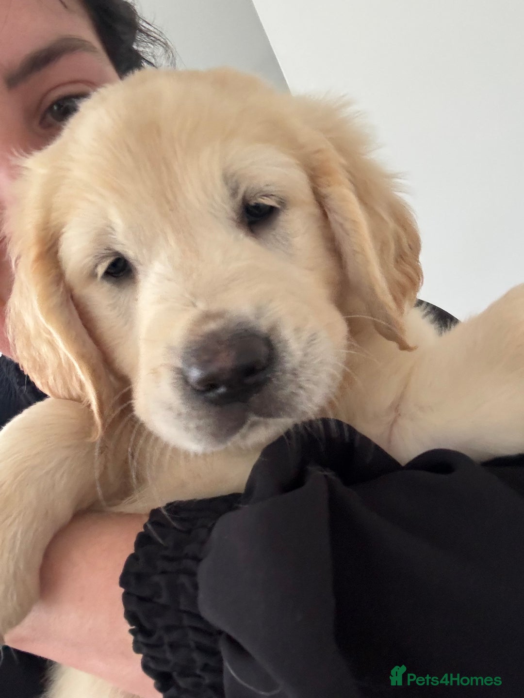 Golden Retriever dogs for sale: Golden retriever X Goldador puppies - Image 25