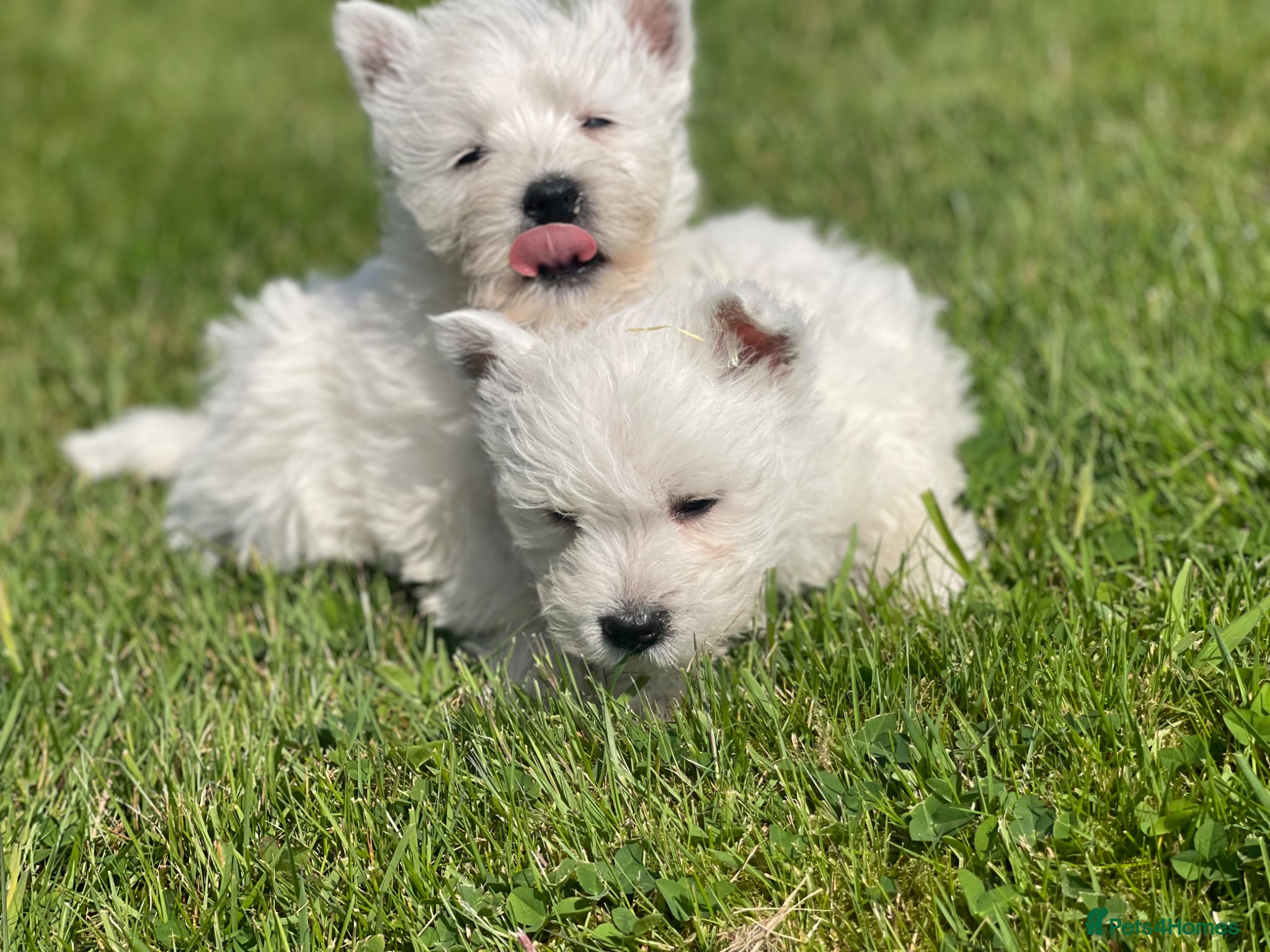 West Highland Terrier dogs Royal kennel club registered west highland white  - Advert 8