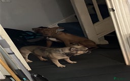 Mixed Breed dogs for sale: Staffy American bulldog mix puppy - Advert 2