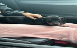 Miniature Dachshund dogs for sale: Mini dachshund  - Image 3
