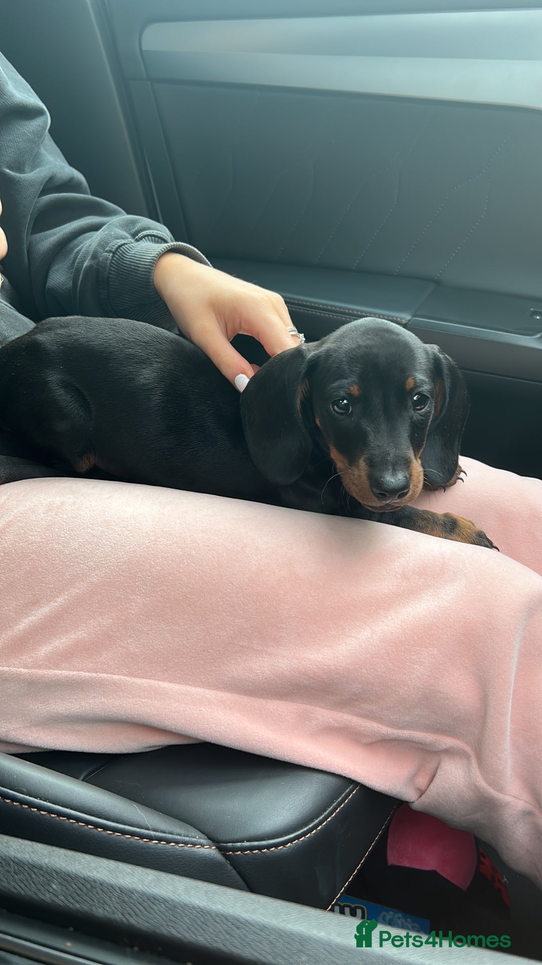 Miniature Dachshund dogs for sale: Mini dachshund  - Image 3