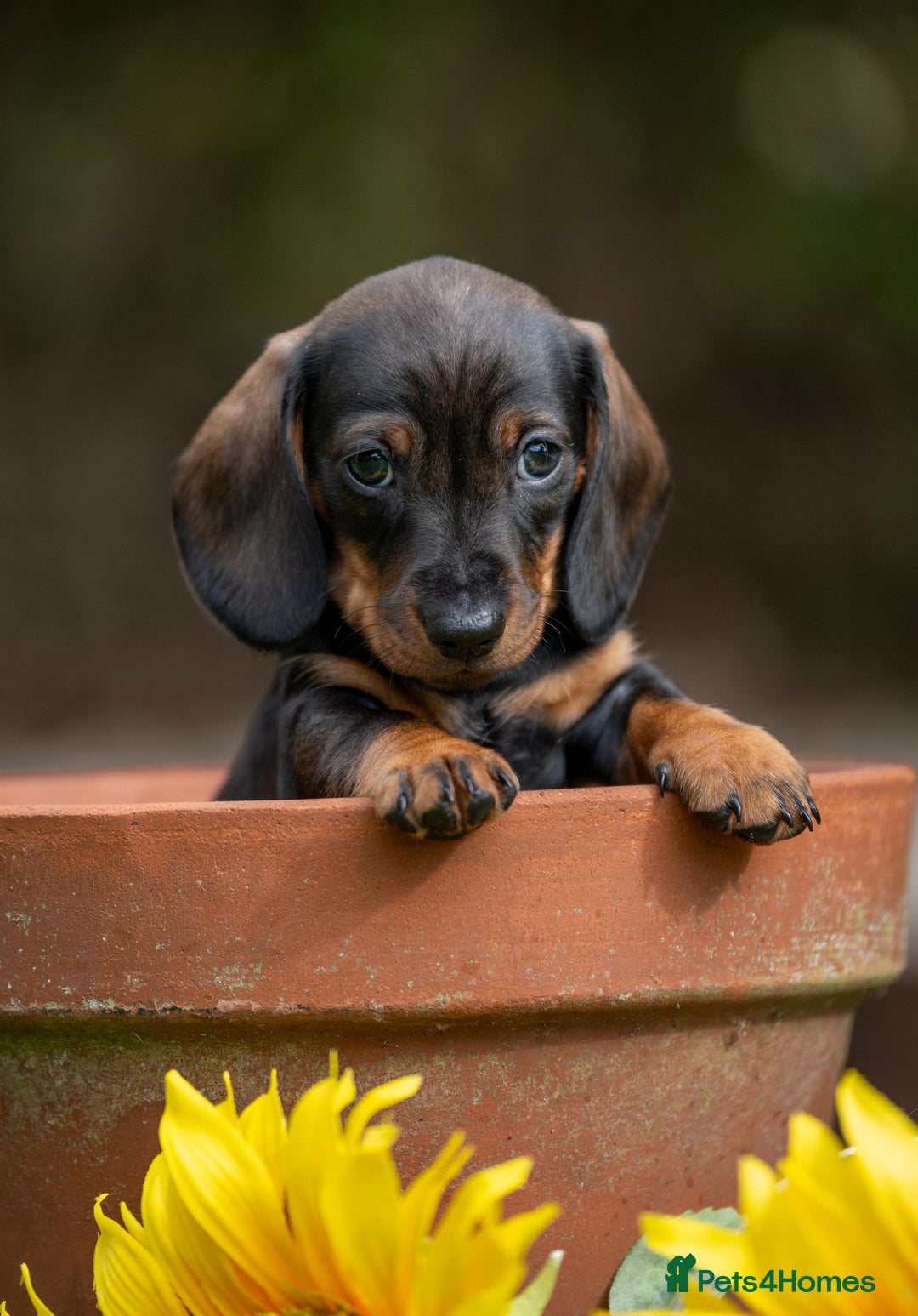 Dachshund dogs for sale: 3 beautiful boys left - Image 2
