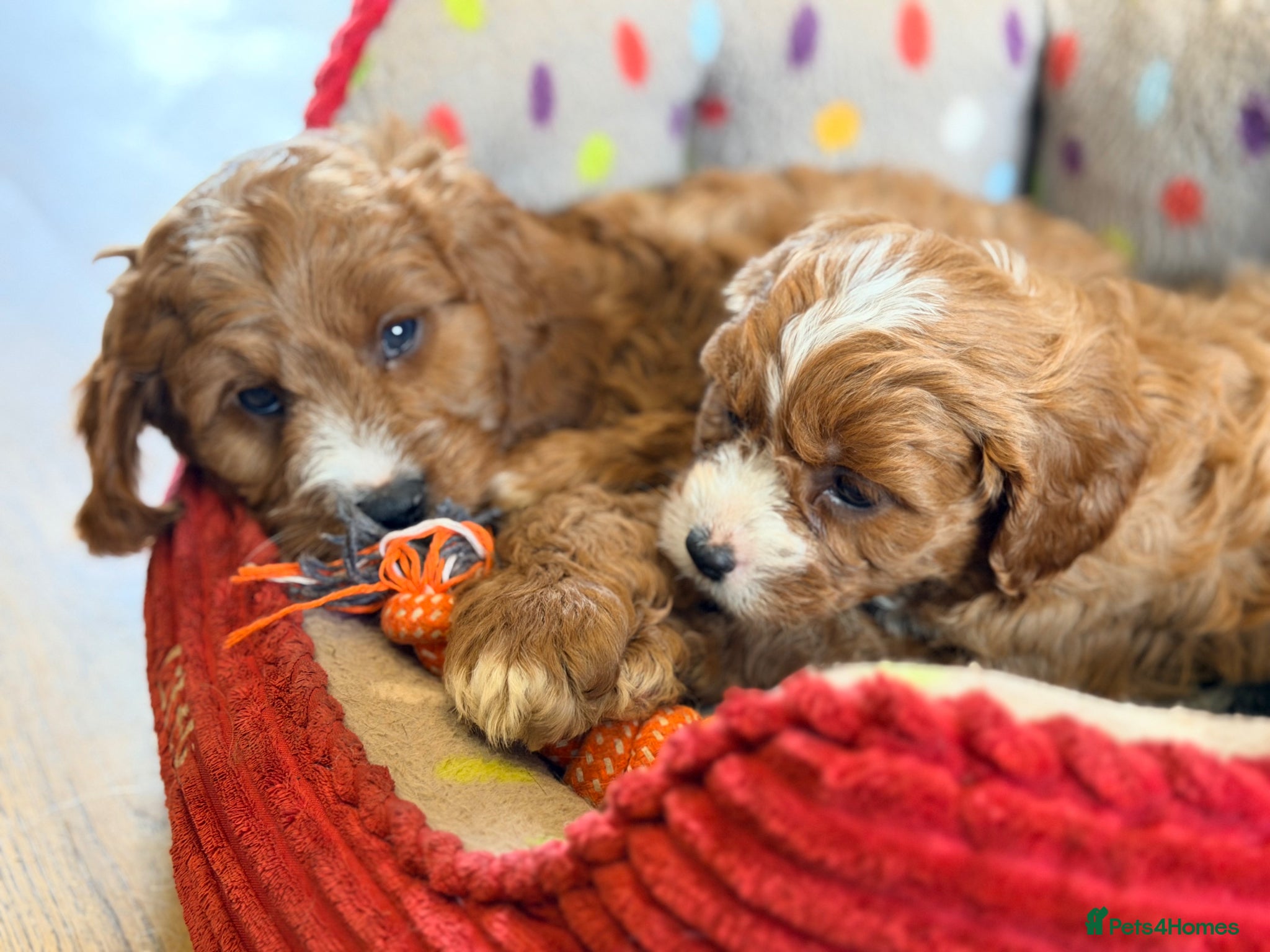 Cavapoo dogs H/T Fox Red F1 Male Cavapoo Puppies - Advert 1