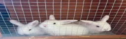 Mini Lop rabbits for sale: White mini lop babies  in Huddersfield - Advert 4
