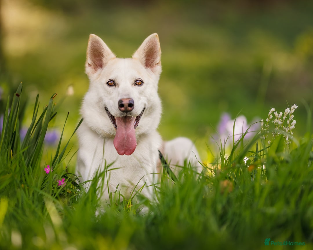 Northern Inuit dogs for sale: Northern Inuit Litter Planned 2026 in Falkirk - Image 6