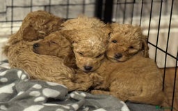 Cockapoo dogs for sale: Cockapoo puppies for sale central scotland - Image 9