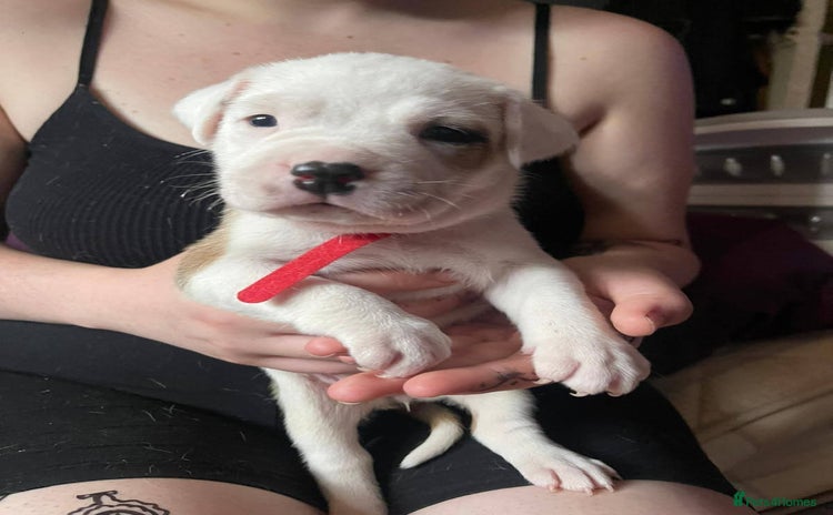 American Bull Staffy dogs - Advert 1