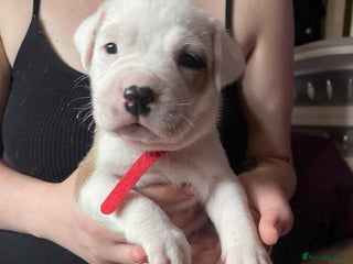 American Bull Staffy dogs - Advert 9