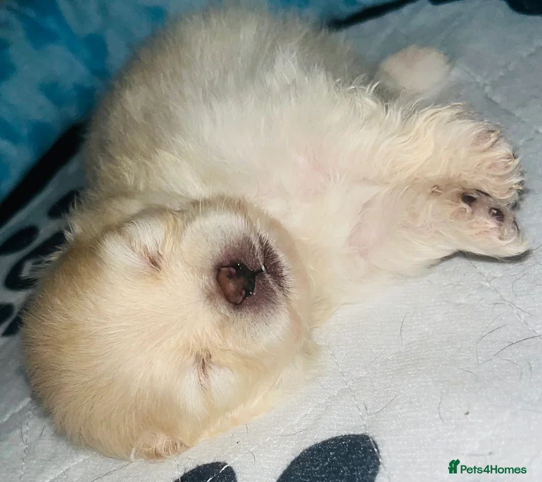 Pomeranian dogs for sale: 2 stunning Pomeranian boys available. - Advert 6